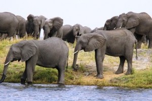 See an elephant drinking from my pool,