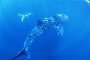 swim with whale sharks.