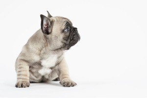 OneDay I will breed French Bulldogs