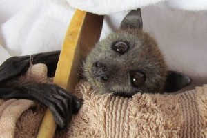 Rescuing injured and orphaned wildlife