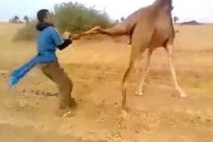 Catch a camel