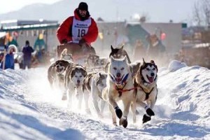 .....  see the Iditarod Trail in Alaska