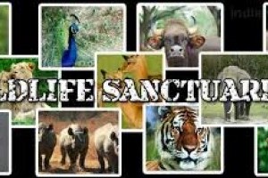 open my own wildlife sanctuary