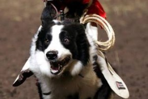 teach capuchins to ride dogs creating the new Melbourne cup.