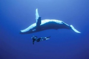 Snorkel with humpback whales