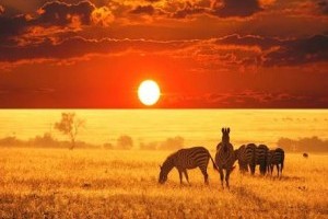 Go to Africa on Safari