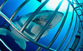 Go shark cage diving