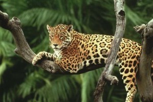 Go to Peru and help build a Jaguar Corridor