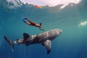 Whale Sharks