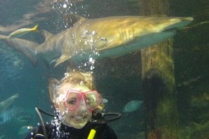 study sharks in South Africa and Port Phillip Bay