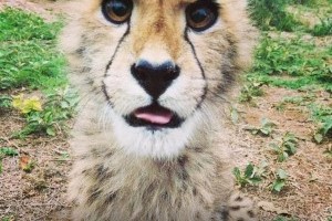 live with lion cubs in South Africa