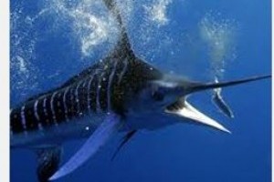 catch a marlin