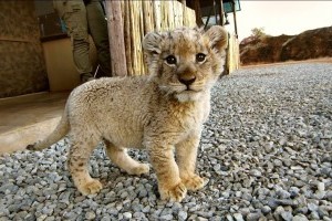 Volunteer to help rescue Lions