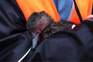 end recreational duck shooting in Tasmania