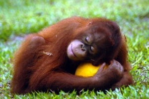 OneDay I will raise a large sum of money for the Orangutans