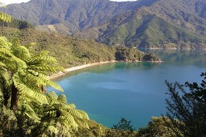 Move to an Island in New Zealand