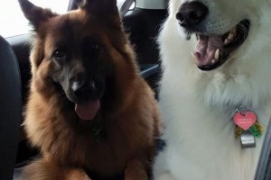 help fund kennels for Sweet Shepherd Rescue Australia Inc