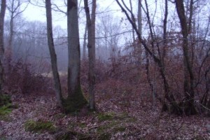 Camp alone in Screaming Woods in Pluckey, Kent, UK