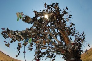 Shoe Tree - Need to take Aussie thongs with me! 