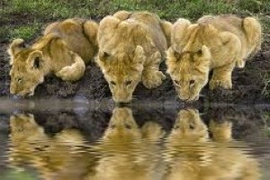 Lions <3