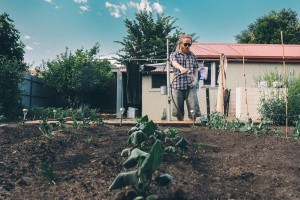 Butternut pumpkins, rock melon and snow peas sprouting.