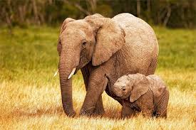 elephants are my favourite